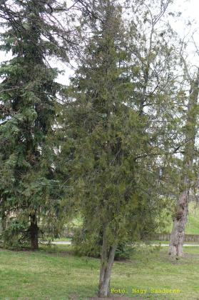 Thuja/Biota orientalis